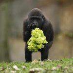 Immagine Cancro e alimentazione: Scoperta la dieta del gorilla