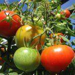 Immagine Il pomodoro: Caratteristiche e benefici